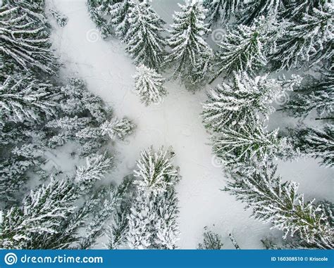 Coniferous Forest In Winter Pine Covered With Snow Cold Winter
