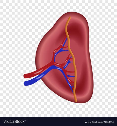 Structure Of Human Spleen Icon Realistic Style Vector Image