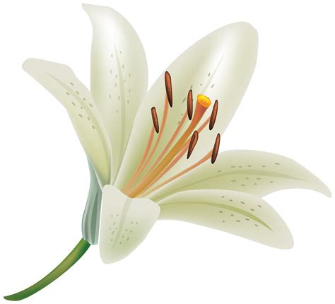 White Lily Flower Png Flower