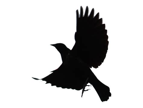 Blackbird Designs Website Bird Tattoos Designs Ideas And Meaning