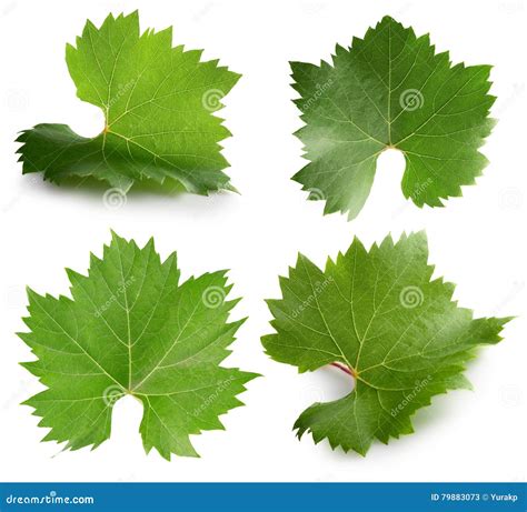 Collection Of Grapes Leaves Isolated On The White Background Stock