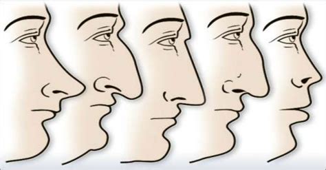 See more ideas about nose shapes, nose drawing, nose. These five genes code your nose's shape, among other things