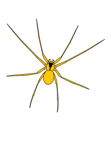 The Brown Recluse Spider Four Seasons Pest Solutions