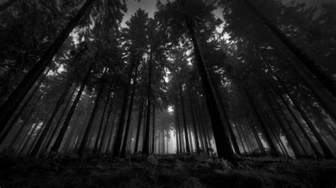Download 1366x768 Dark Forest Trees Monochrome Wallpapers For Laptop