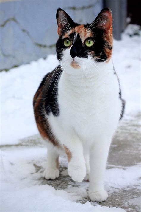239 Best Images About Cats In Winter On Pinterest Cats