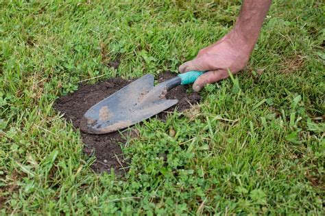 How To Get Rid Of Moles Damaging Your Yard Hunker Mole Repellent