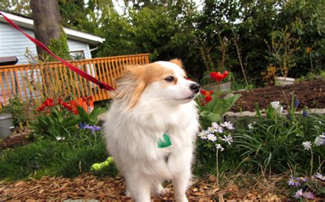Sniff Seattle Dog Walkers Best Dog Walking Maple Leaf Roscoe The
