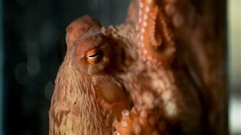 What Octopus Minds May Tell Us About Aliens Short Wave Npr