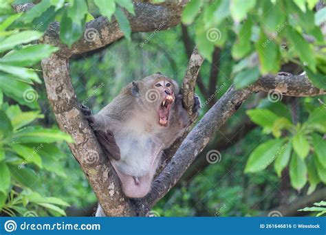 Angry Monkey Screaming On Top Of A Tree Branch Surrounded By Green Leaves In A Sunny Park Stock