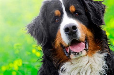 Big Lovable Goofball Is A Bernese Mountain Dog Right For You K9 Web