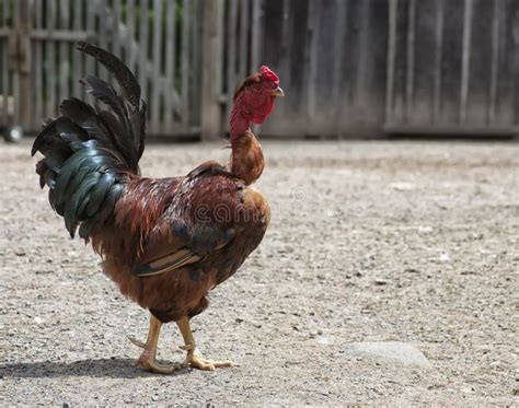 Transylvanian Naked Neck Rooster Stock Image Image Of Turkin
