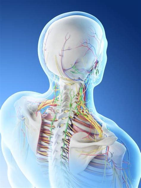 Male Head And Neck Anatomy Digital Illustration — Science Back