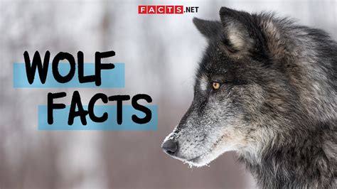 Top 10 Grey Wolf Facts