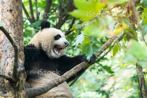 Cute Panda Bear Climbing In Tree Stock Photo Download Image Now