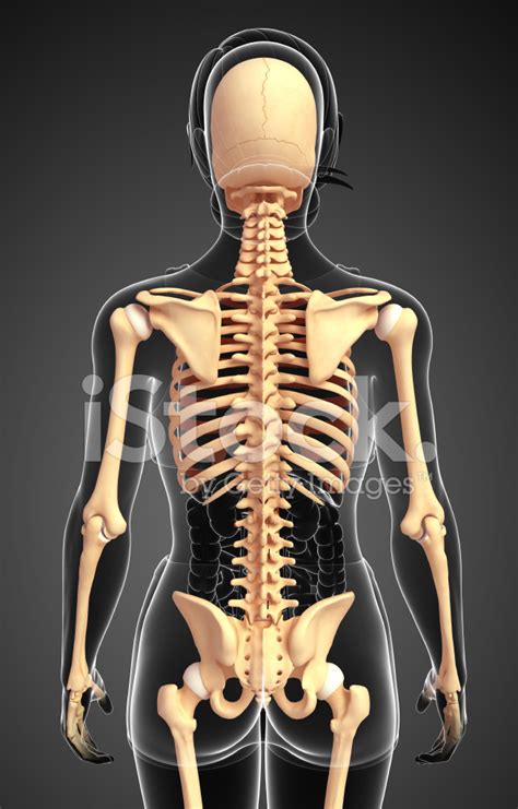 Female Skeleton Back View Stock Photo Royalty Free Freeimages
