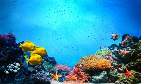 Underwater Scene Coral Reef Fish Groups In Clear Ocean