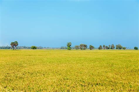 Golden Rice Field Stock Image Image Of Harvesting Background 123398465