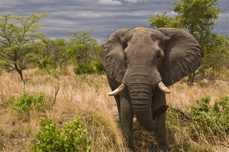 Botswana Elefante Foto Immagini Animali Natura Africa Foto Su