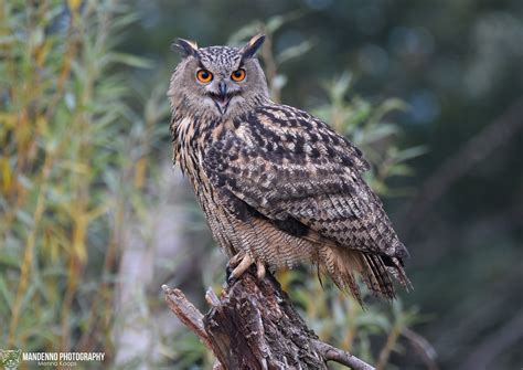 European Eagle Owl Mandenno Photography Flickr