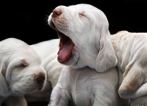 Cute Snapshots Of Yawning Animals