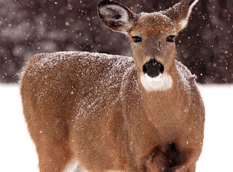Chronic Wasting Disease Cwd Part 2 Share The Outdoors