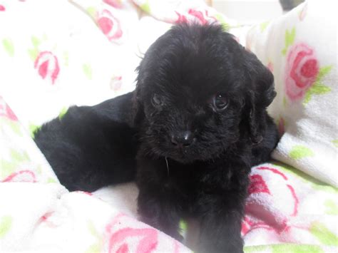 312 likes · 75 talking about this. * Beautiful Black Cavapoo Puppies *READY TO LEAVE | Ely ...