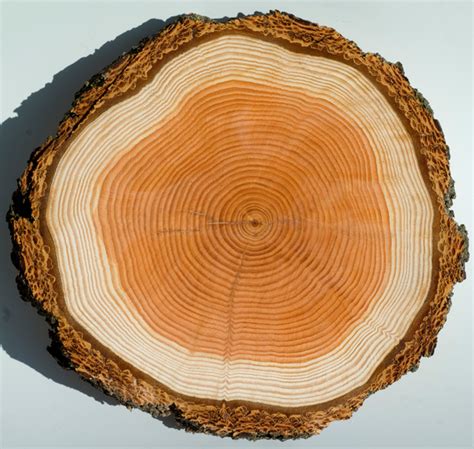 Tree Rings Are Used To Accurately Date Cataclysmic Prehistoric Events