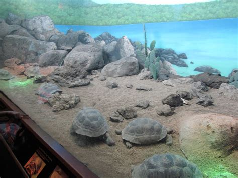 Bronx Zoo Small Galapagos Tortoise Exhibit Zoochat