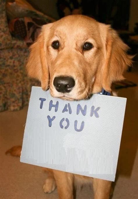 Ten Photos Of Dogs Saying Thank You For My Blogaversary