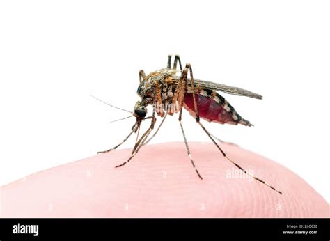 Malaria Infected Mosquito Bite Isolated On White Background