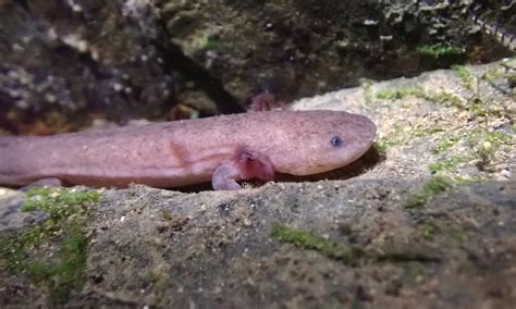 New Species Of Genetically Pure Chinese Giant Salamander Found In The