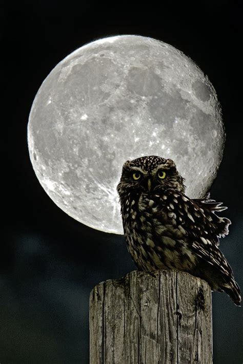 Good Night Moon Dark Night Owl Bird Pet Birds Beautiful Owl