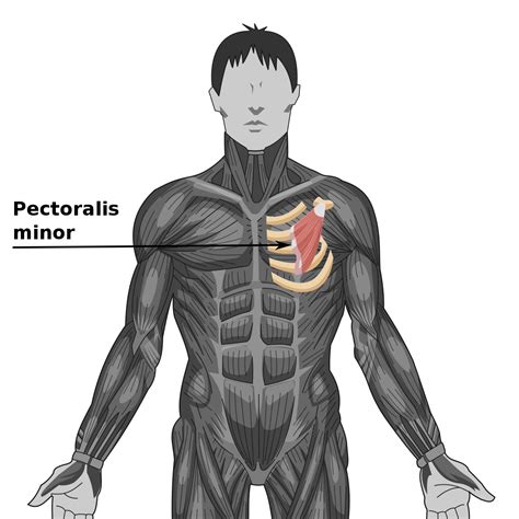 Categorypectoralis Minor Muscles Wikimedia Commons
