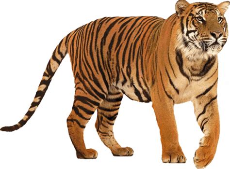 Images Png Imagens Angry Tiger Png Transparentes