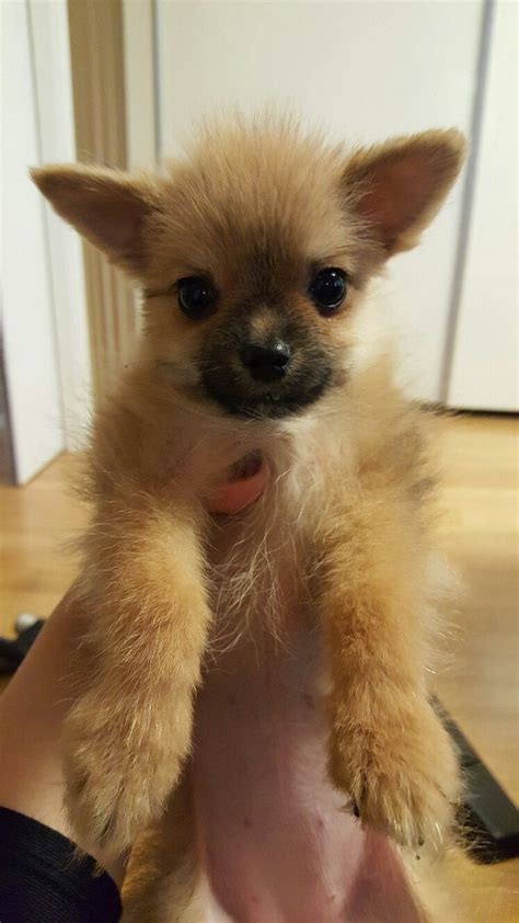 Im A 6 Months Old Pomeranian