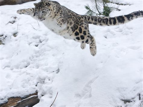 Aadhilnet My Favorite Animal The Snow Leopard