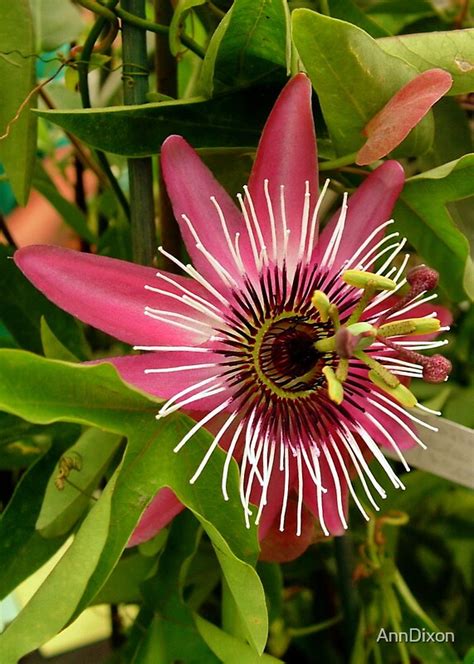 Pink Passion Flower By Anndixon Redbubble