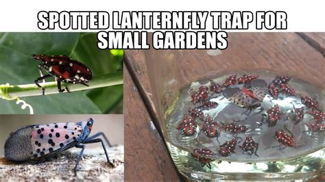 Spotted Lanternfly Trap For Small Gardens Youtube