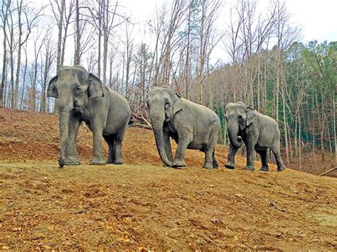 Hohenwald Tennessee Elephant Sanctuary Elephant Unique Animals