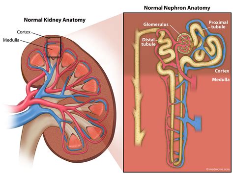 The Anatomy Of The Kidney And Its Major Vessels Label