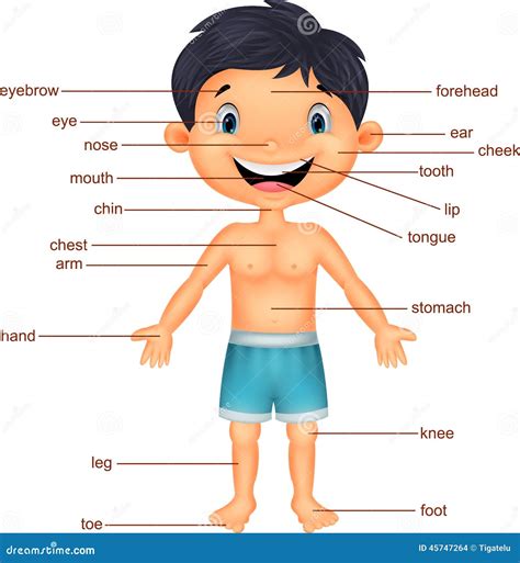Cartoon Boy Vocabulary Part Of Body Vector Illustration Cartoondealer