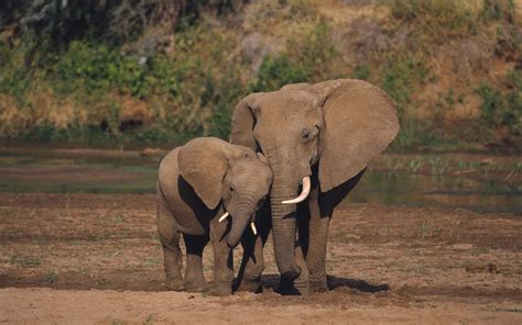 Animal African Bush Elephant Hd Wallpaper
