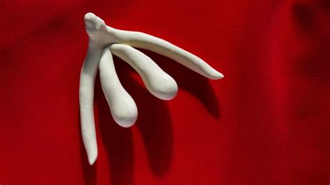 Anatomie Quoi Ressemble Vraiment Le Clitoris Et Ses Ressemblances