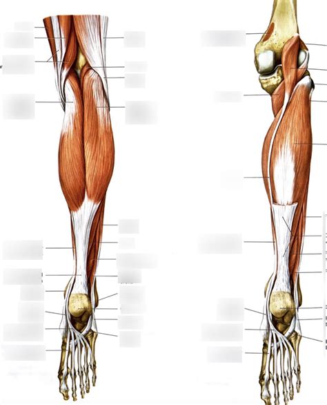 Posterior Compartment Of The Leg Muscles Diagram Quizlet