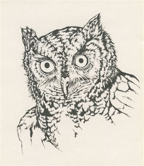 Eastern Screech Owl Sketch And Drawing