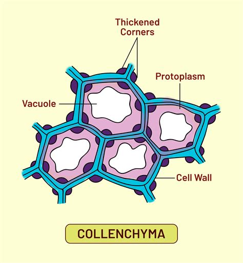 Parenchyma Cells Diagram