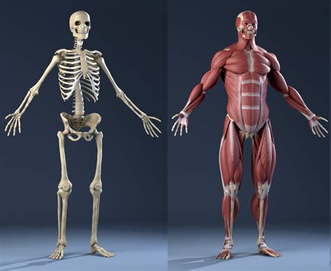 Pictures of bones in the human body. Male Anatomy(muscles,skeleton) 3D Model
