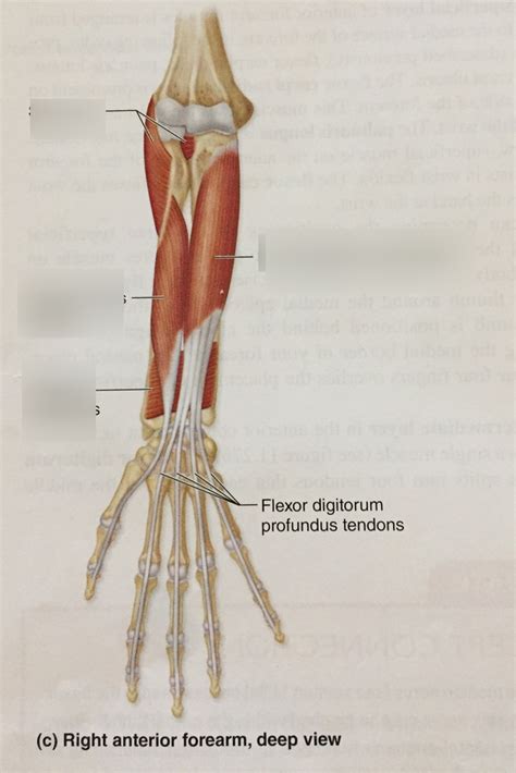 Anterior Forearm Muscle Deep View Diagram Quizlet