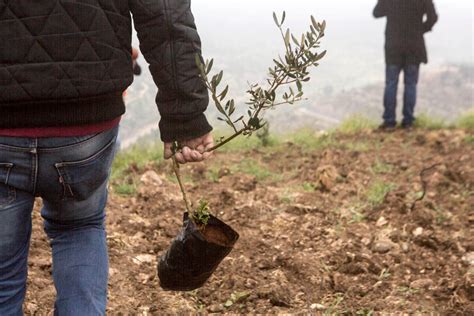 ‘i Am Here Because This Is Our Land Planting Olives Trees To Mark