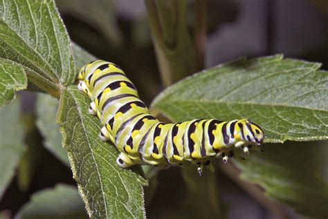 Eastern Black Swallowtail Caterpillar Ii Photograph By Michael Peychich